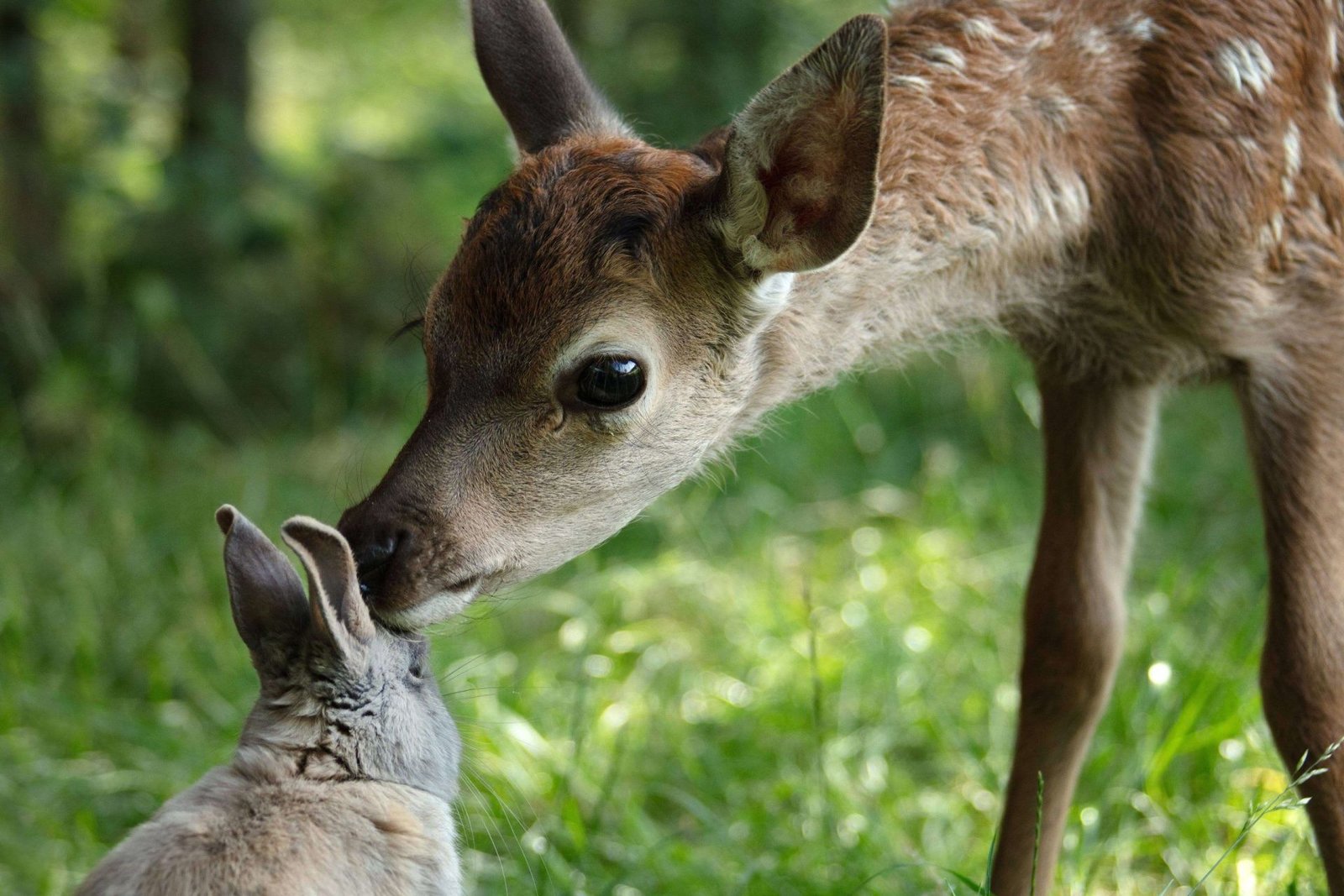 Bambi - Eine Lebensgeschichte aus dem Walde  (DVD)