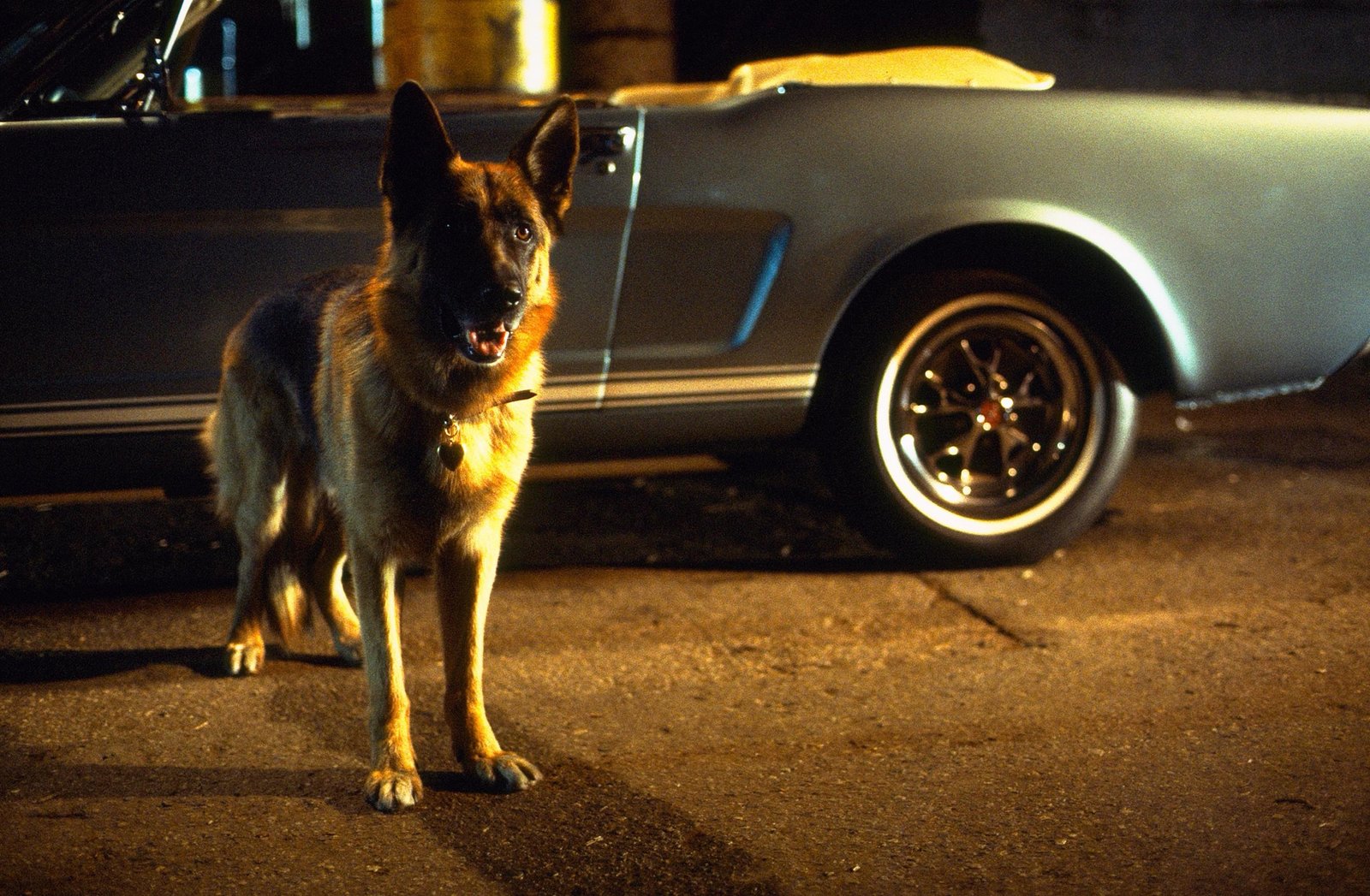 Mein Partner mit der kalten Schnauze 1-3 (blu-ray)