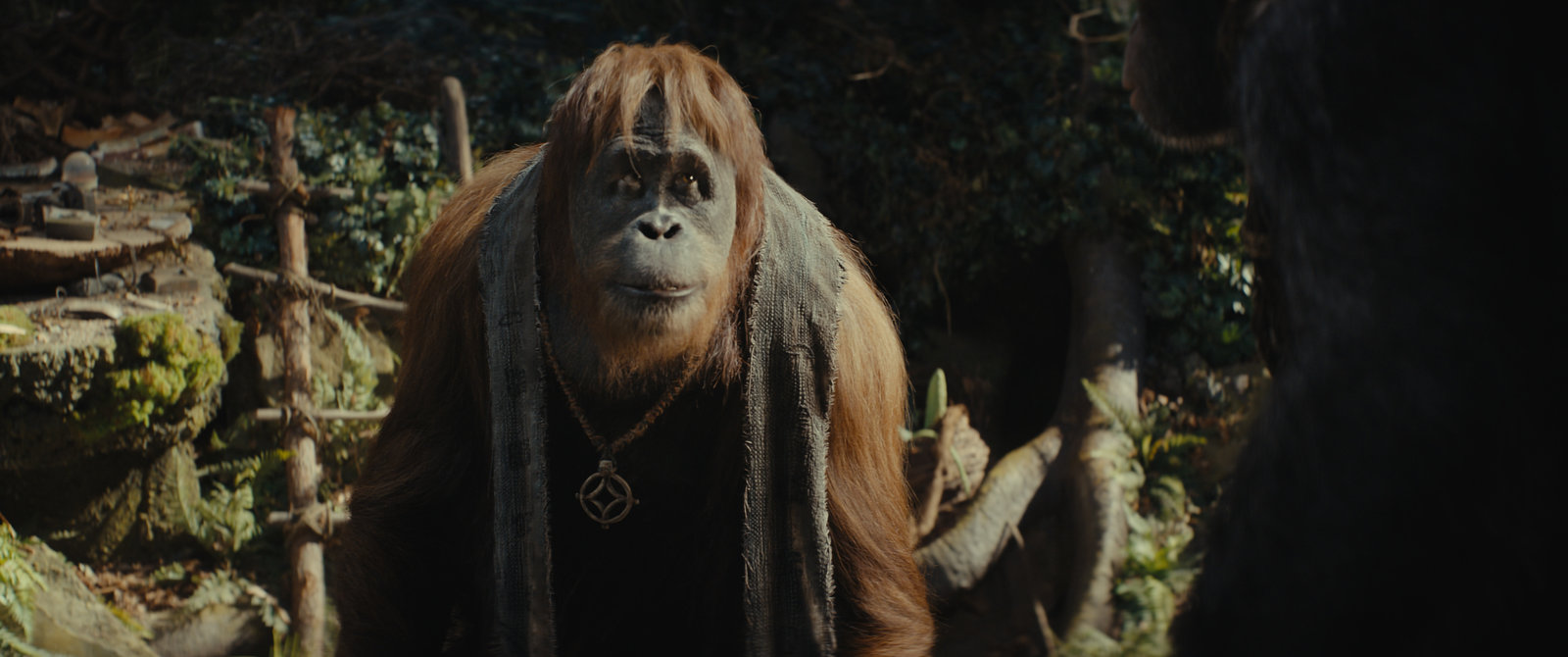 Planet der Affen - New Kingdom  (4K Ultra HD) (+ Blu-ray) 