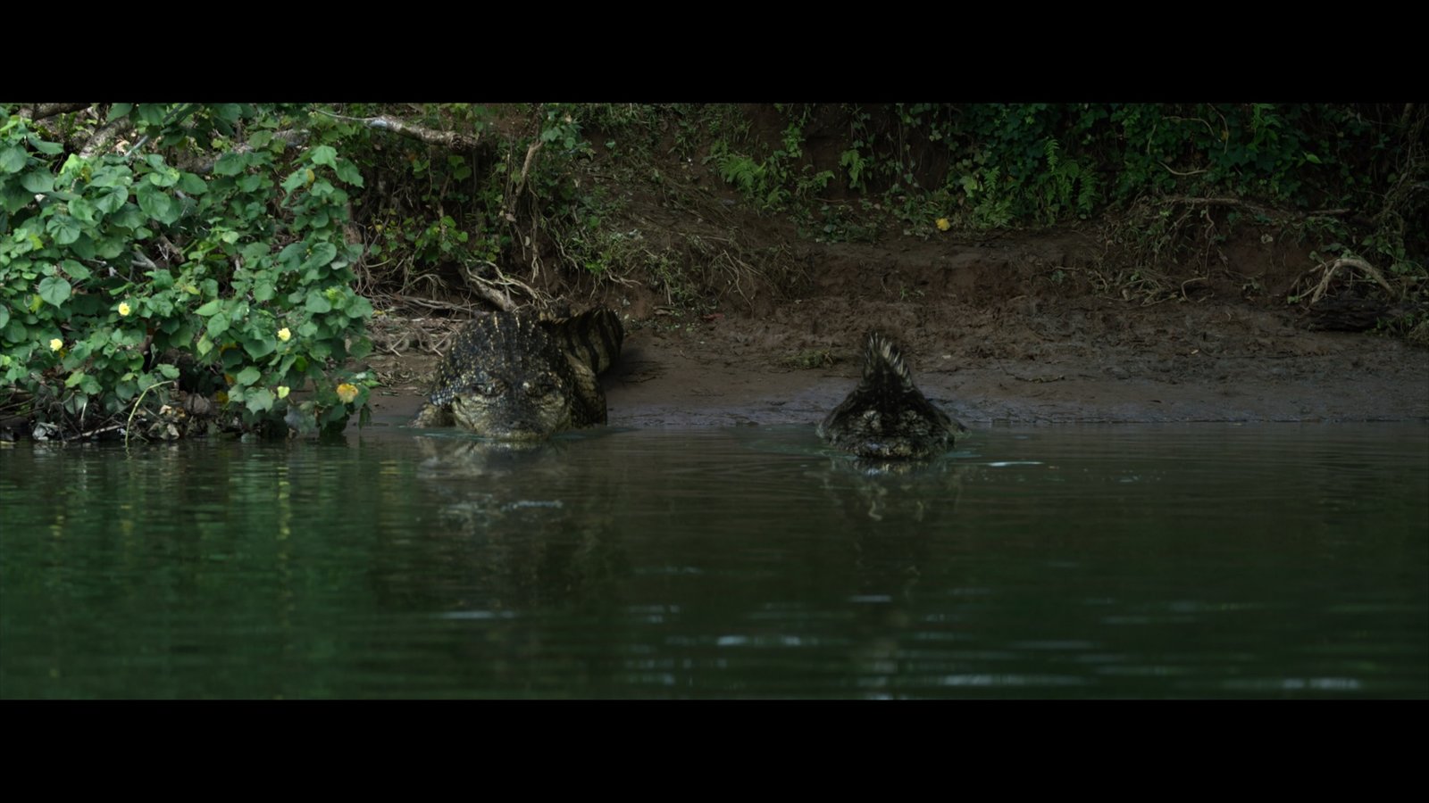The Bayou  (DVD)