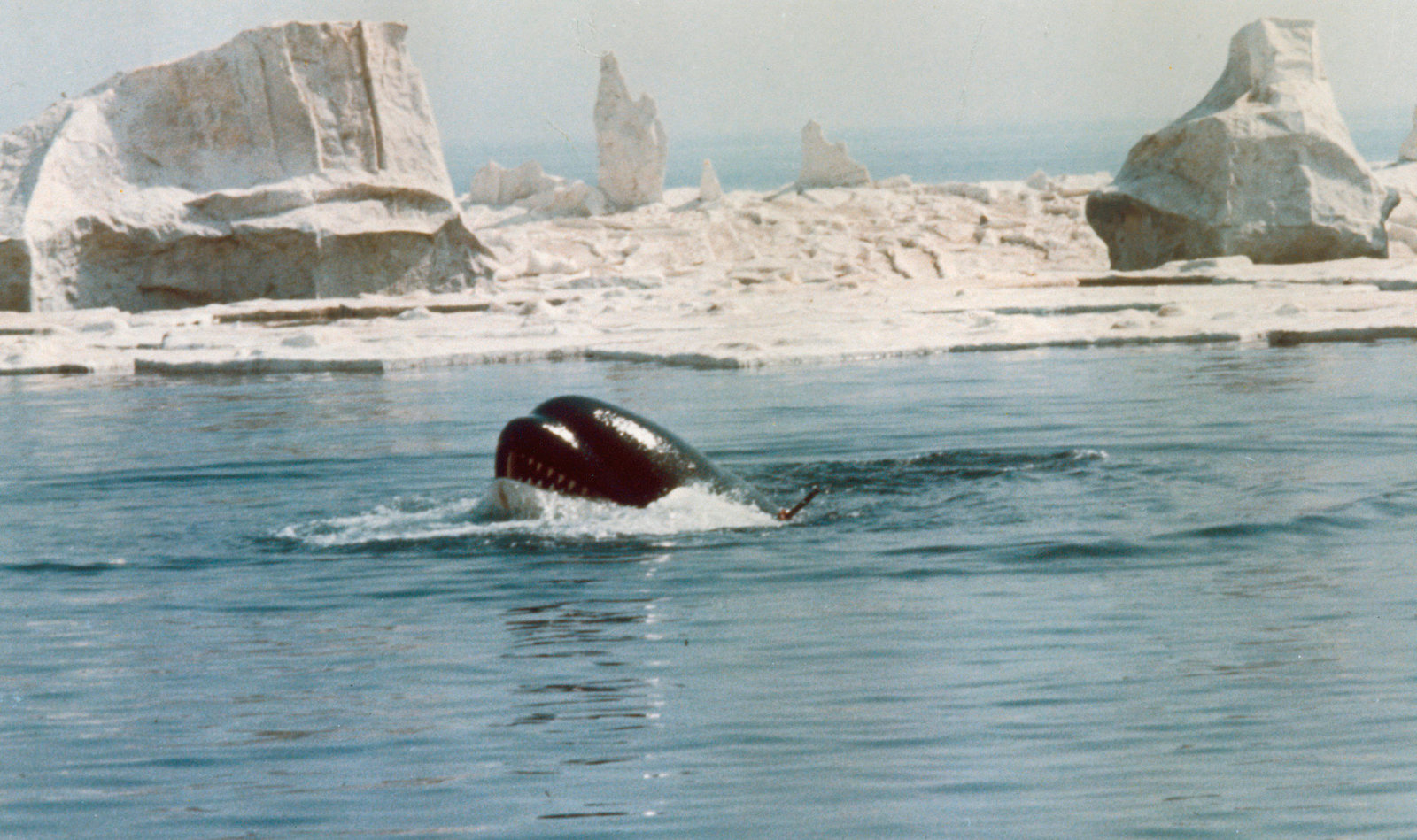 Orca, der Killerwal