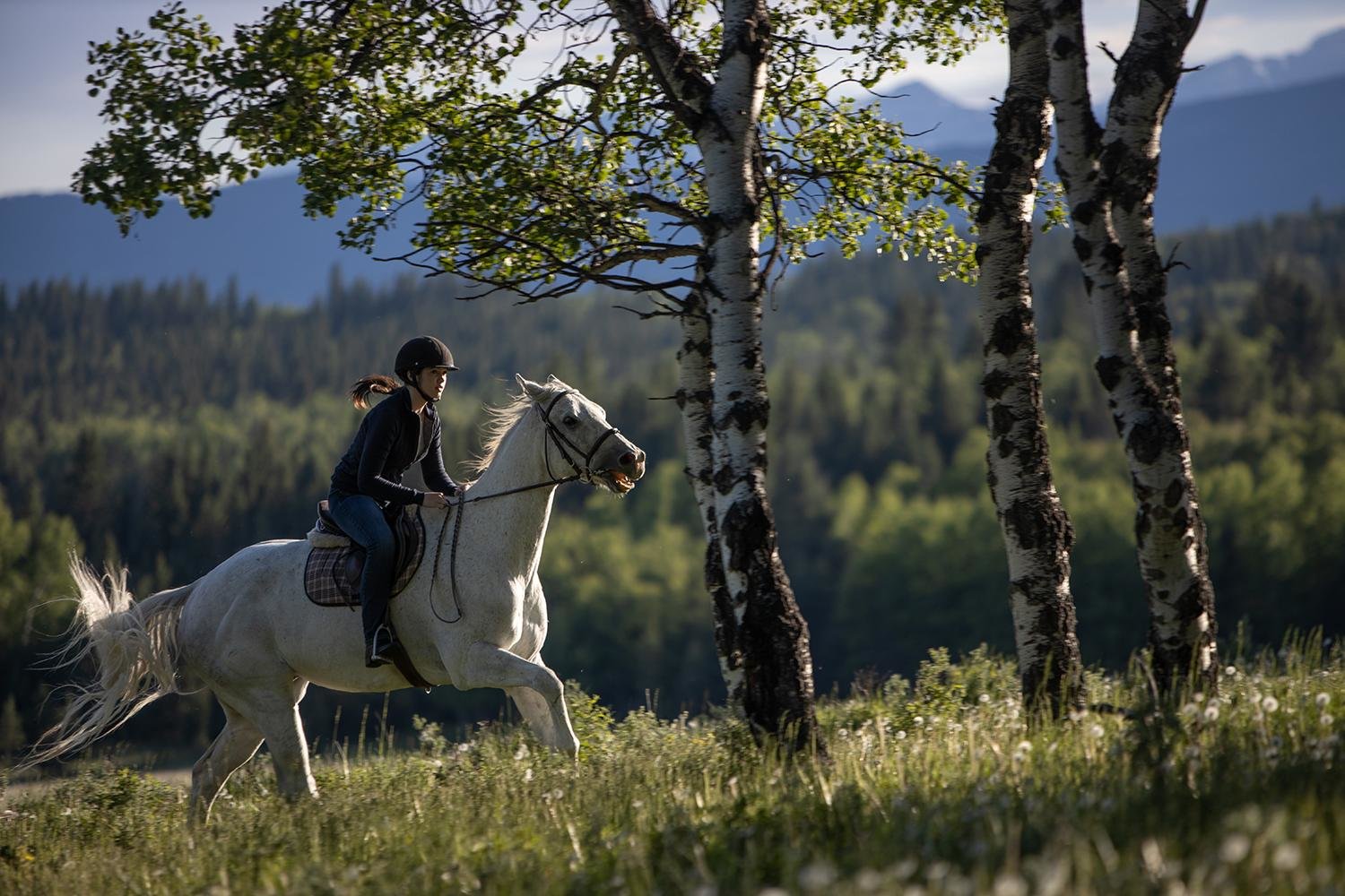 Heartland - Paradies für Pferde - Staffel 13 (Neuauflage)  [4 DVDs]  (DVD)