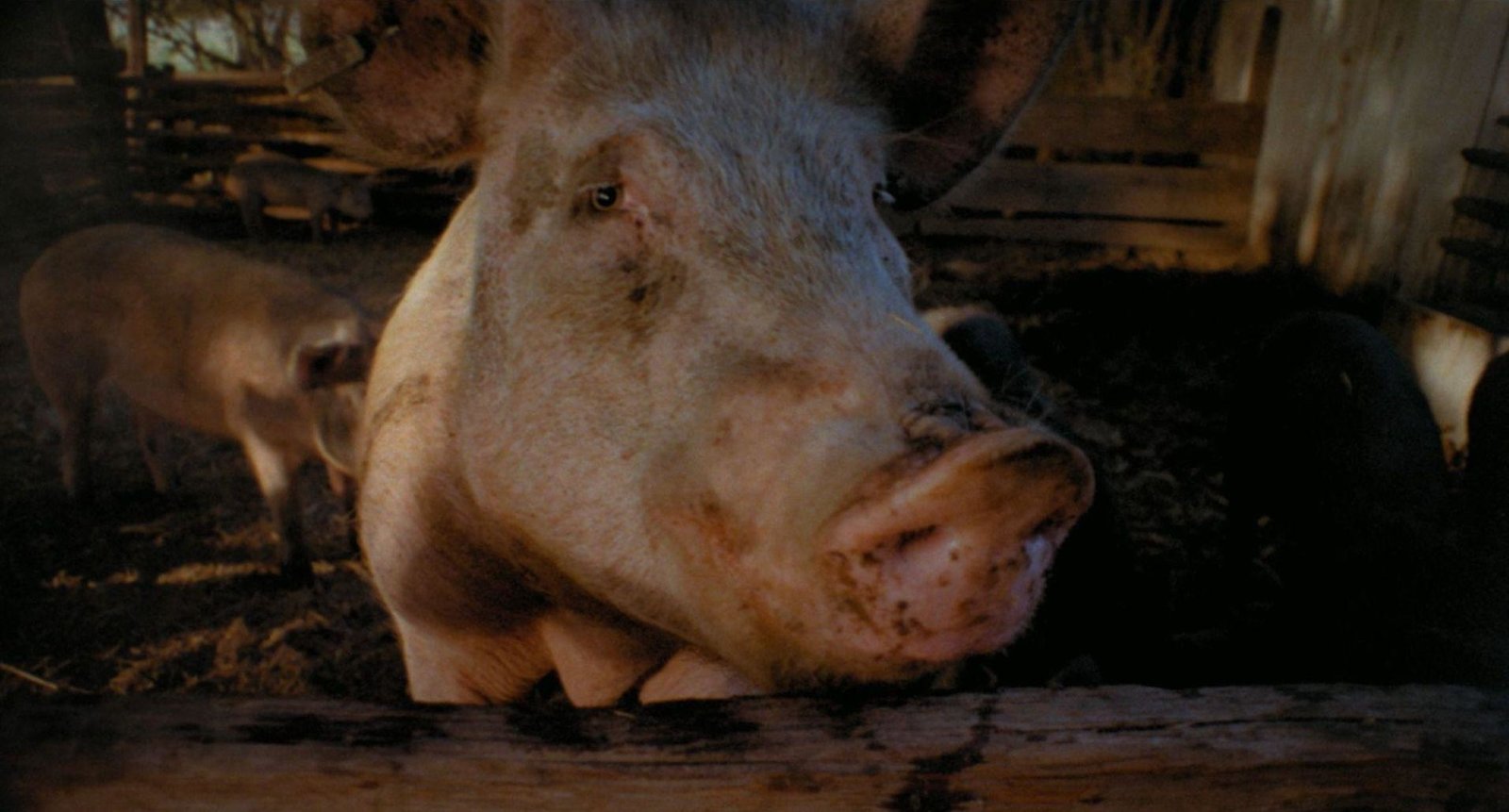 PIGS (blu-ray)