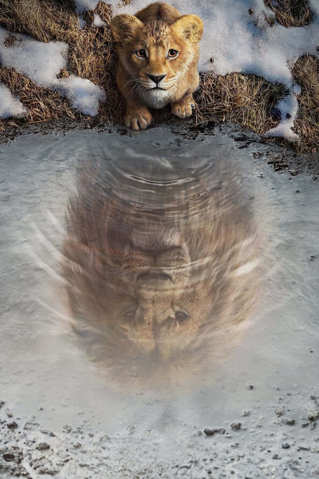 Mufasa - Der König der Löwen - Steelbook - Limited Edition  (4K Ultra HD) (+ Blu-ray) 