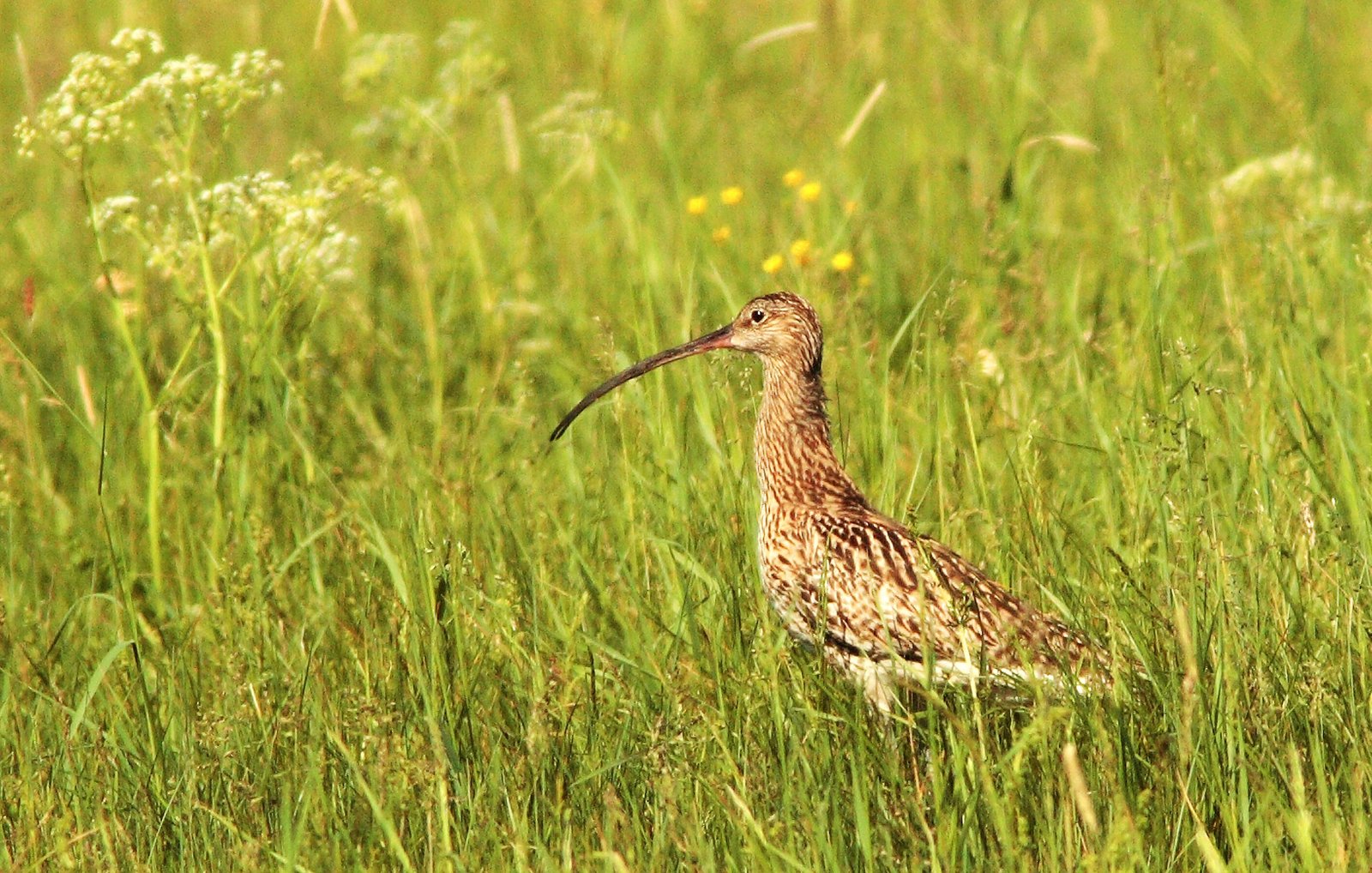 DIE WIESE - Ein Paradies nebenan  (DVD)