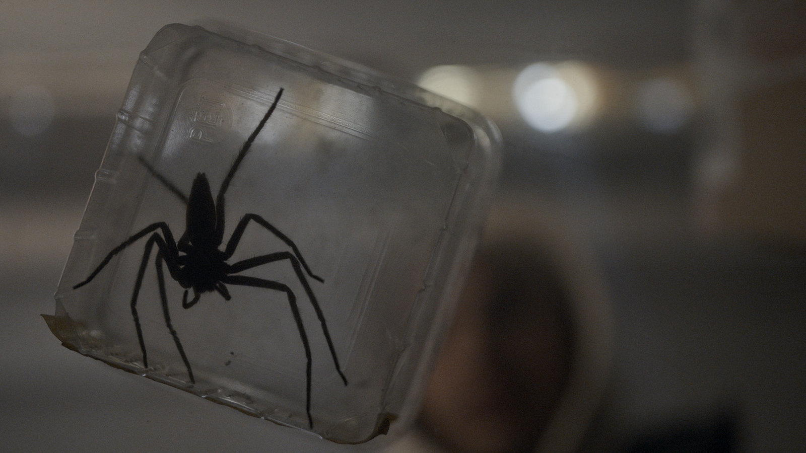 Spiders - Ihr Biss ist der Tod - Uncut Mediabook Edition  (4K Ultra HD+blu-ray)