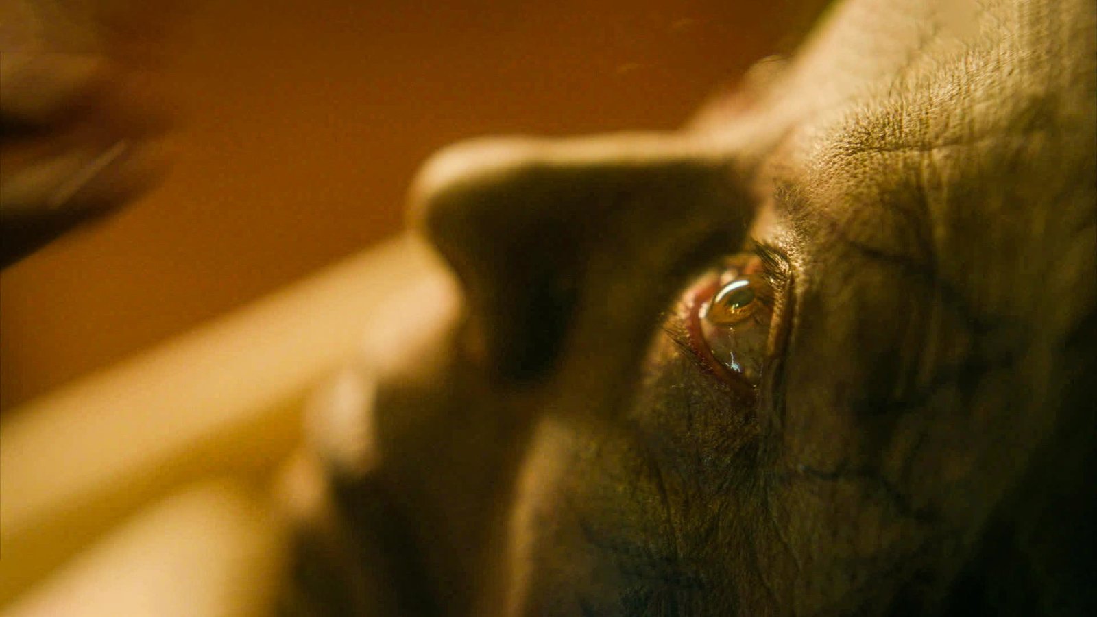 Rosario - Limited Edition  (4K Ultra HD) (+ Blu-ray) 