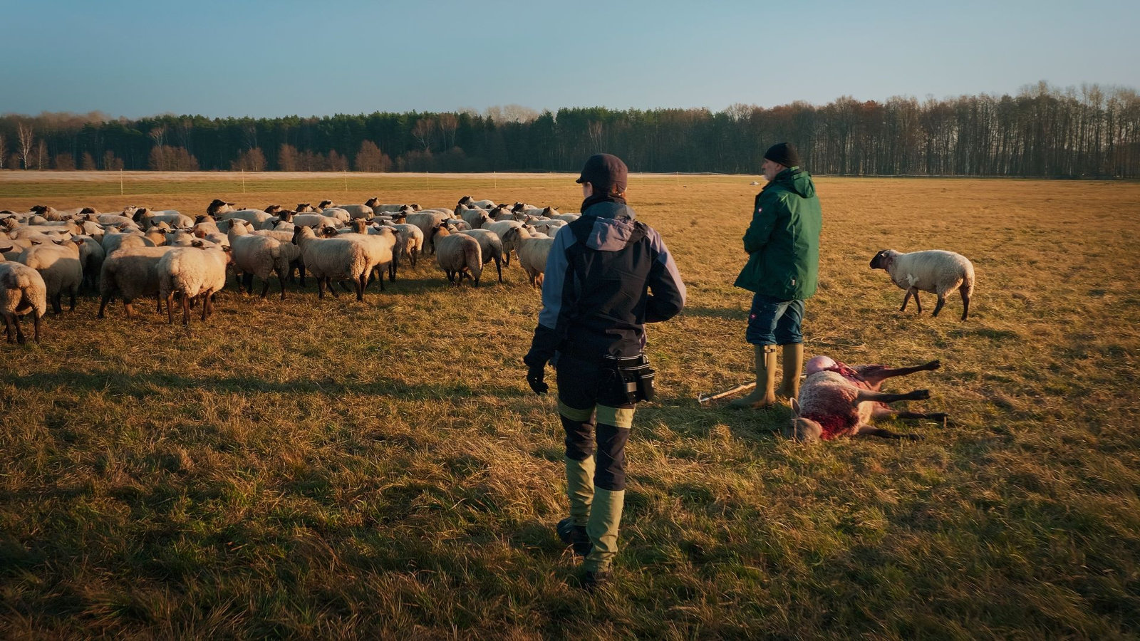 Im Land der Wölfe  (DVD)