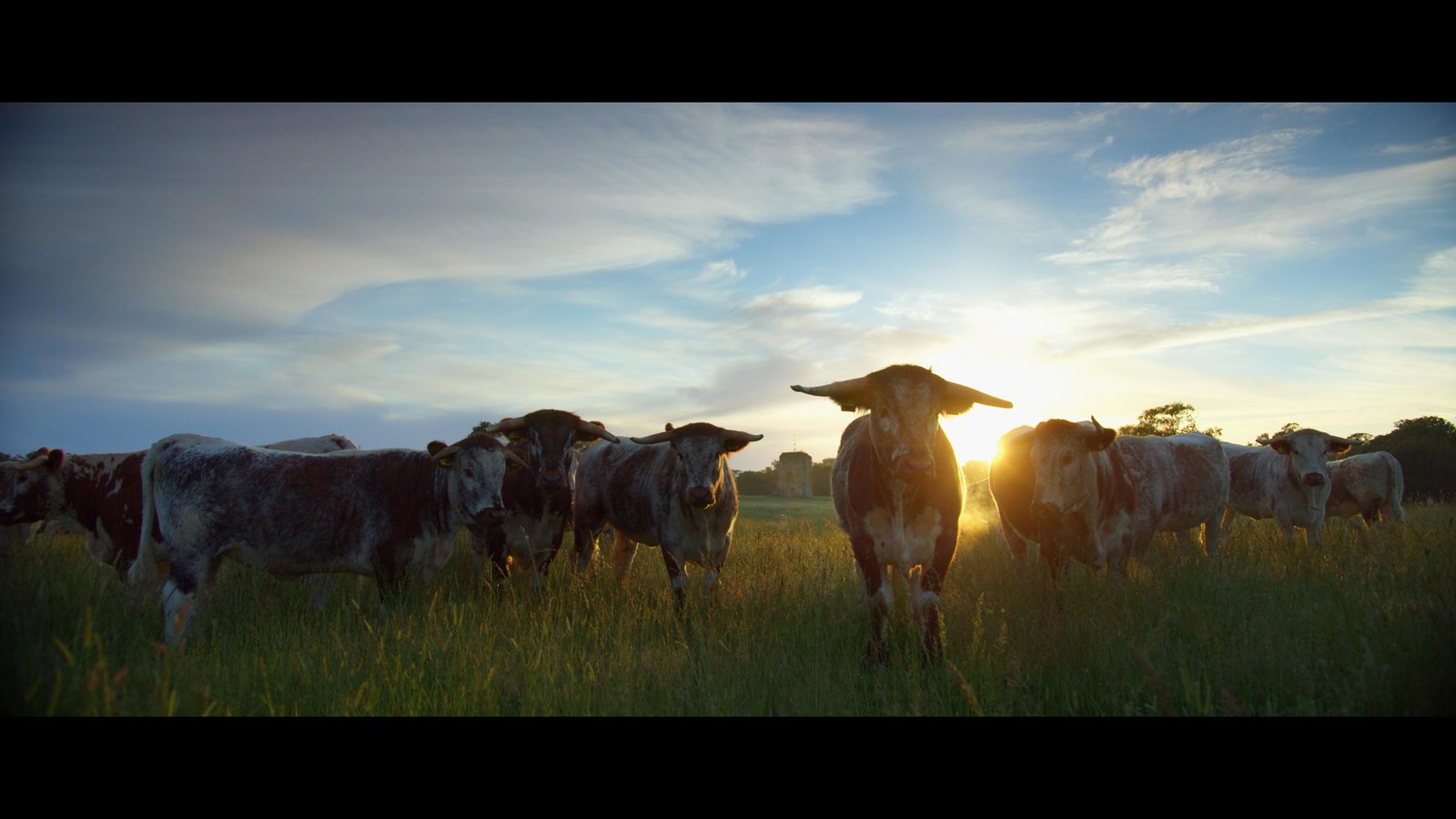 WILDES LAND - Die Rückehr der Natur  (DVD)