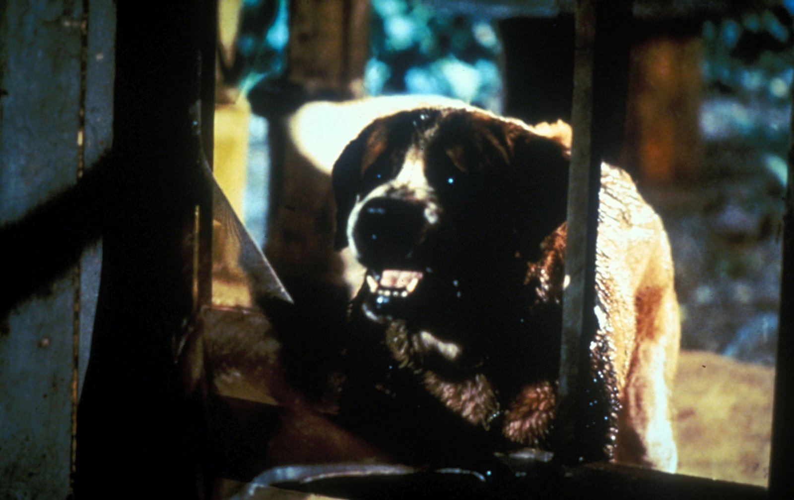 Stephen King's Cujo - Kinofassung (blu-ray)