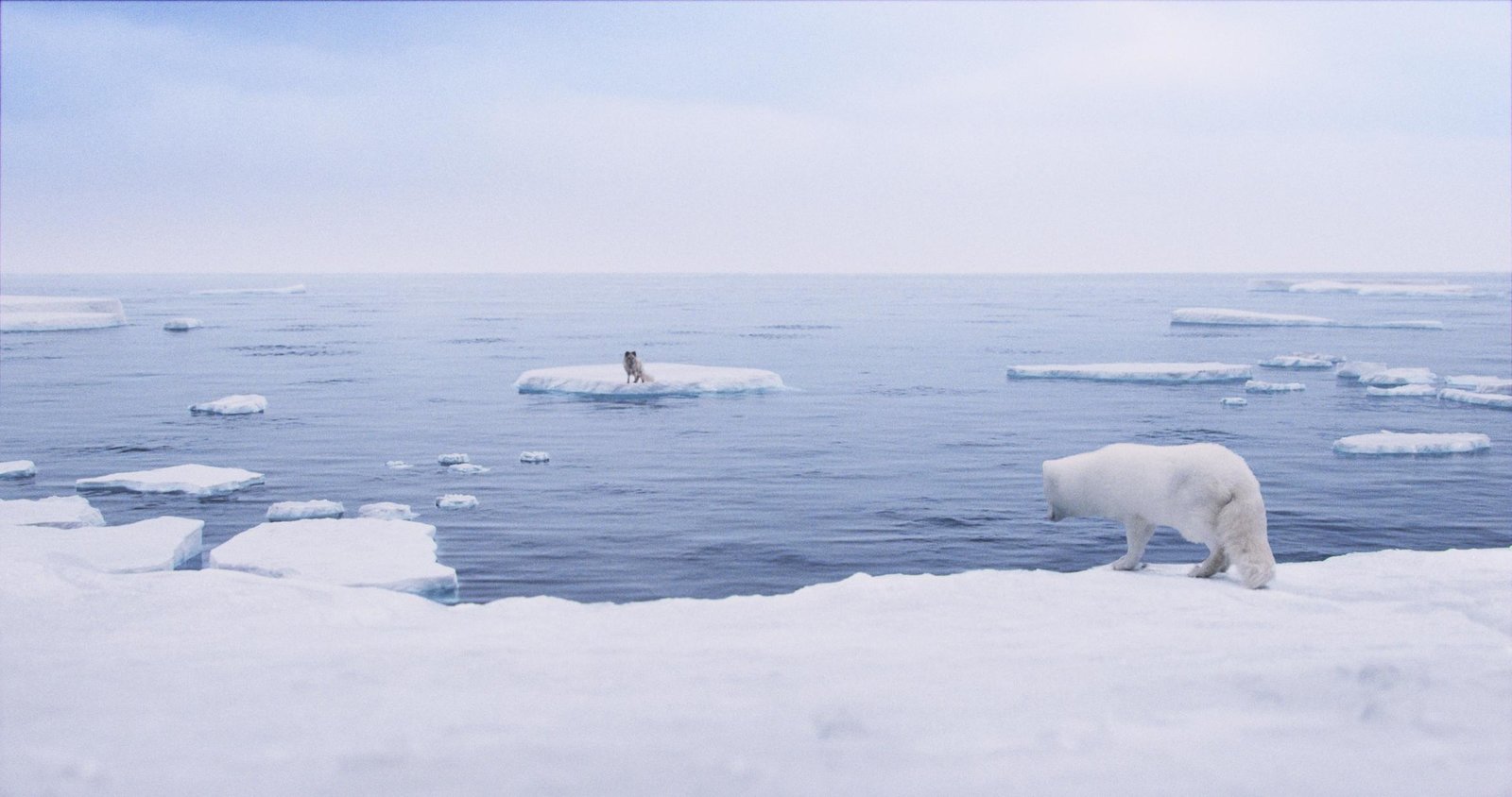 Die Abenteuer von Kina & Yuk - Zwei Polarfüchse entdecken die Welt  (DVD)