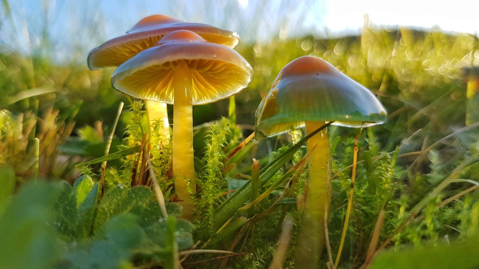 DIE WIESE - Ein Paradies nebenan  (DVD)