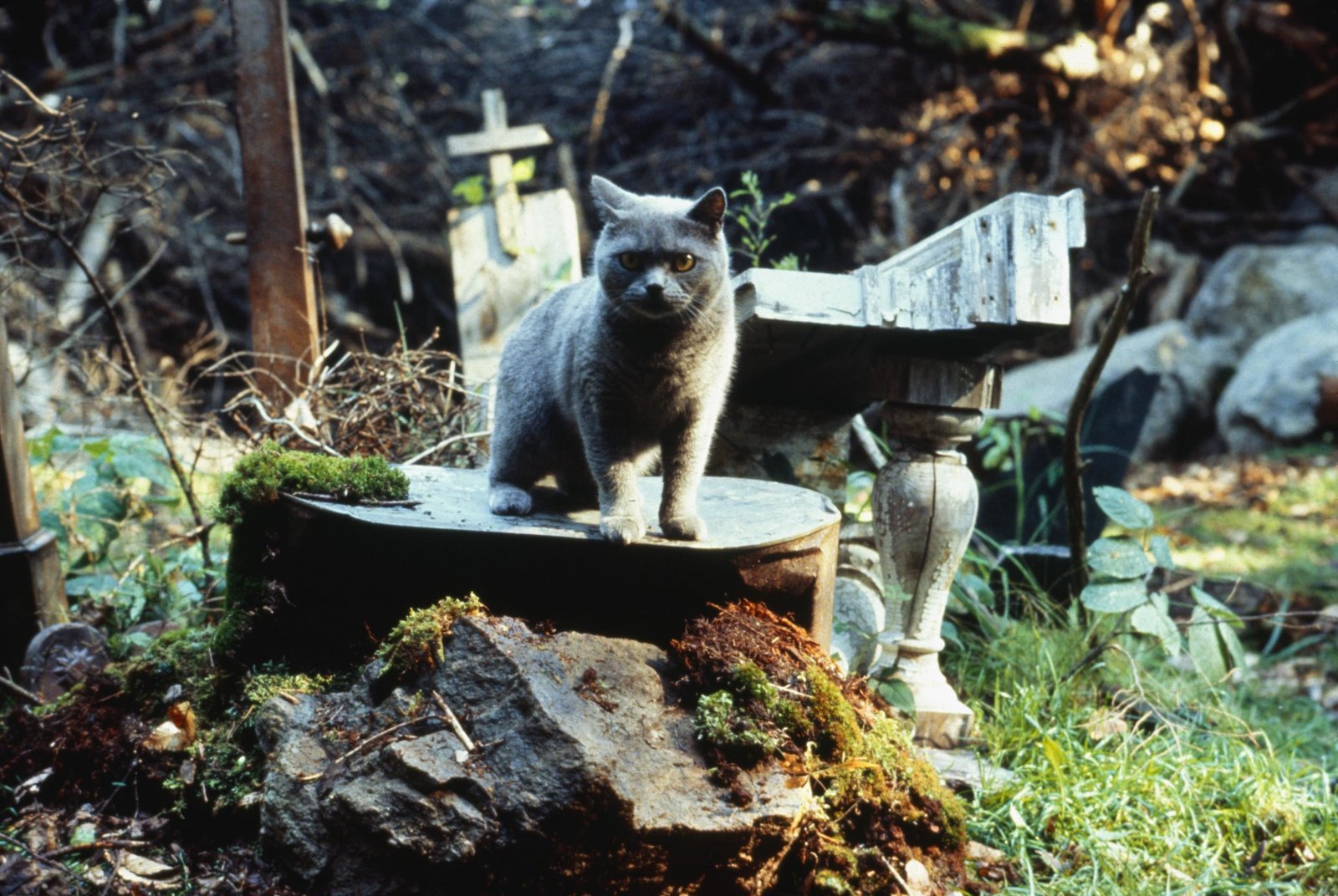 Friedhof der Kuscheltiere (blu-ray)