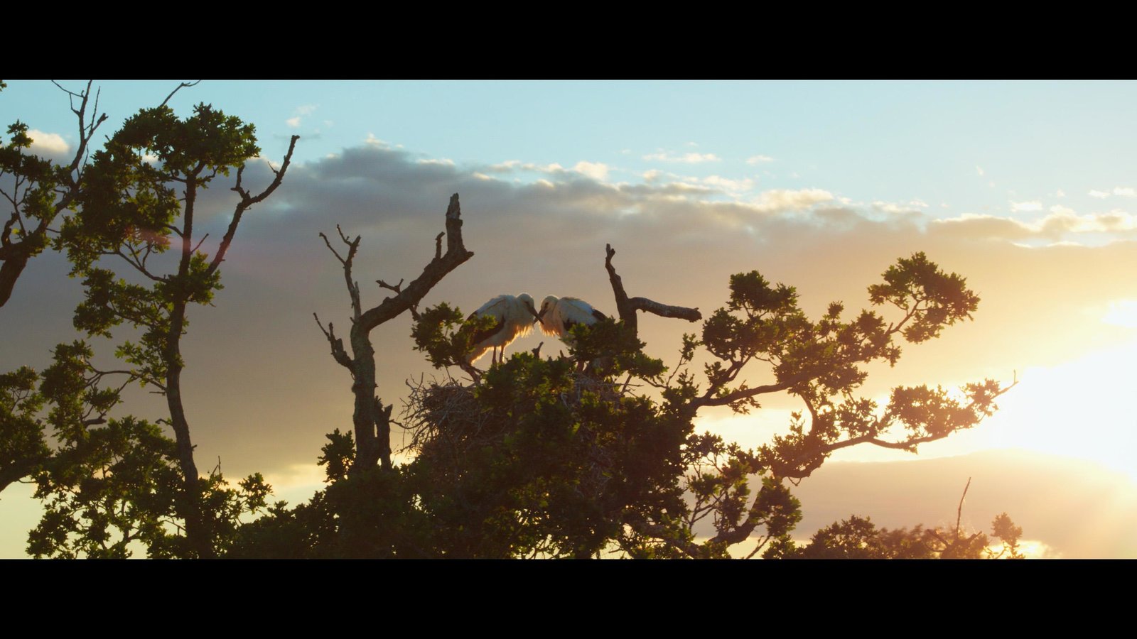 WILDES LAND - Die Rückehr der Natur  (DVD)