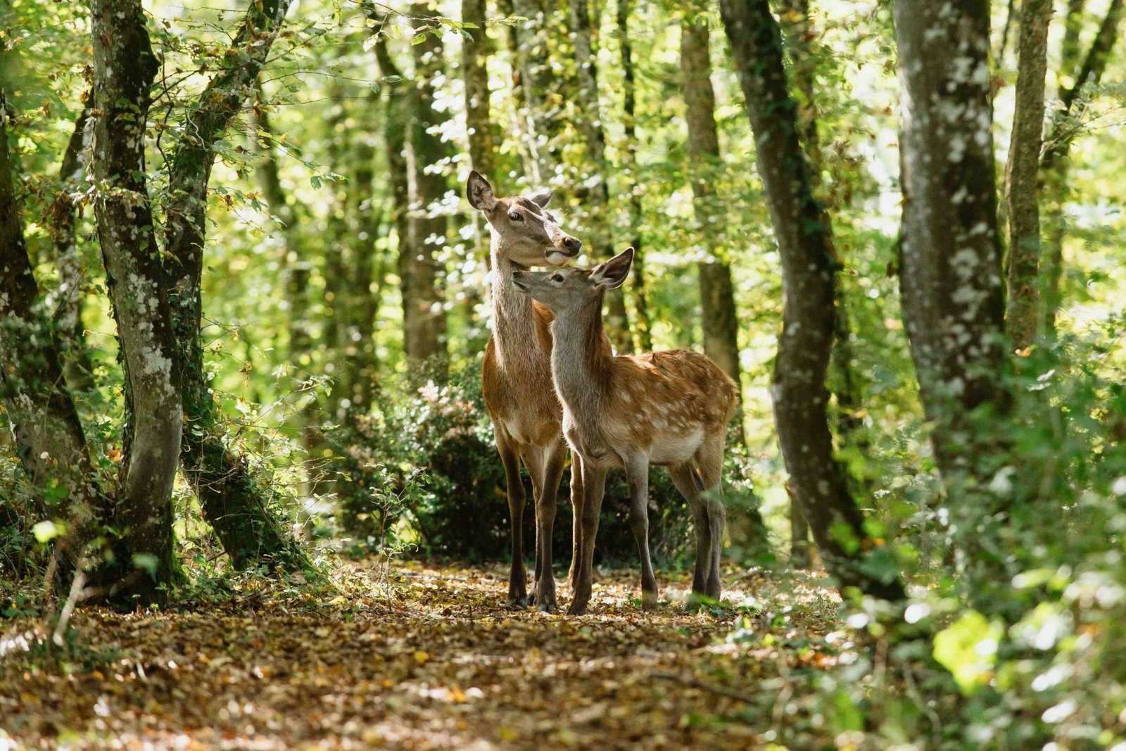 Bambi - Eine Lebensgeschichte aus dem Walde  (DVD)