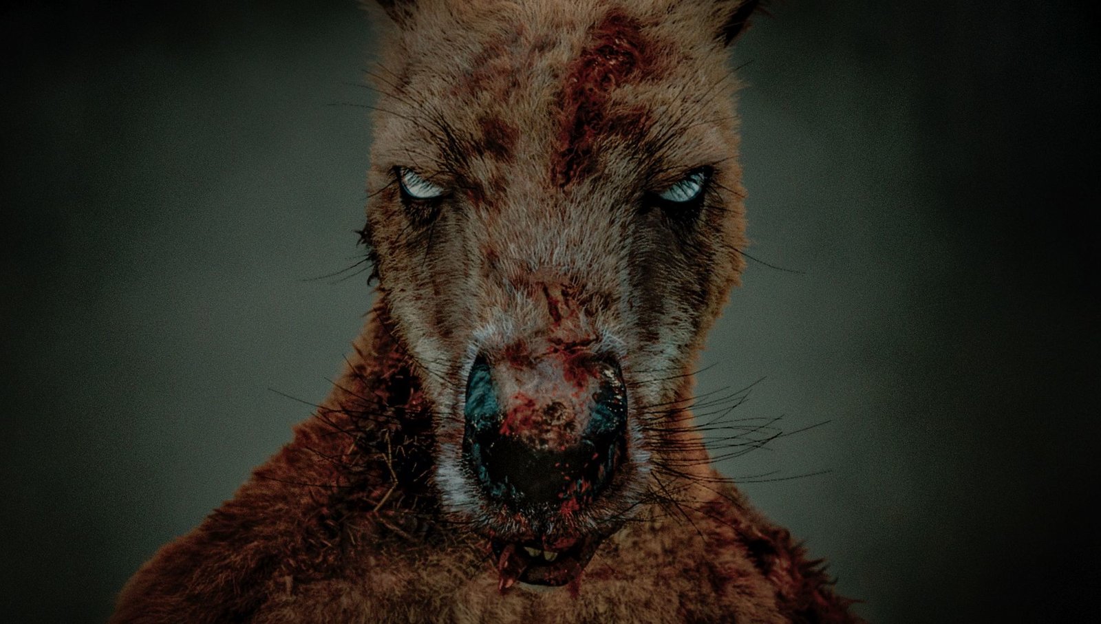Rippy - Das Killerkänguru  (Blu-ray Disc)