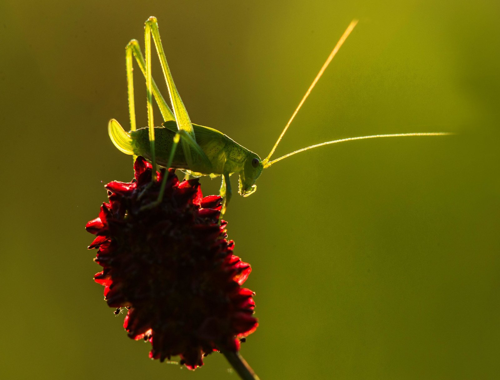 DIE WIESE - Ein Paradies nebenan  (DVD)