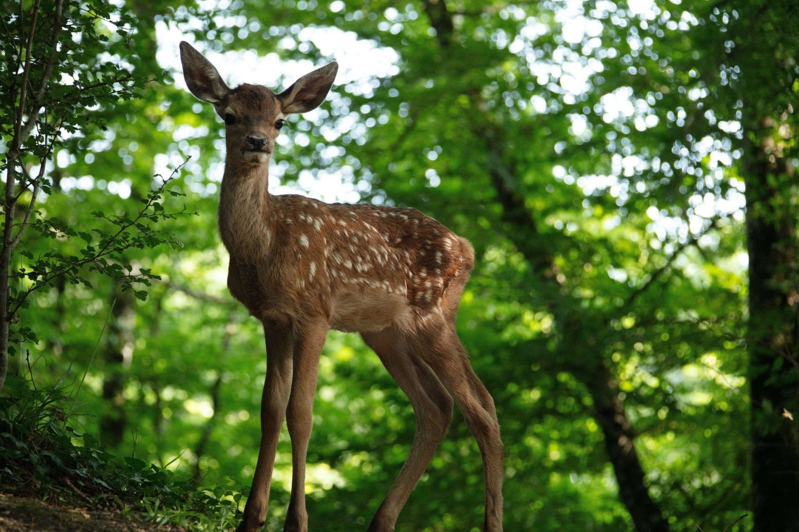 Bambi - Eine Lebensgeschichte aus dem Walde  (DVD)