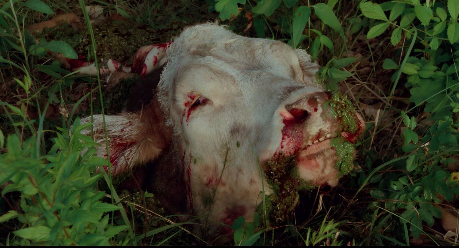 Eyes of Fire - Das Tal des Grauens (uncut/digital remastered)  (DVD)