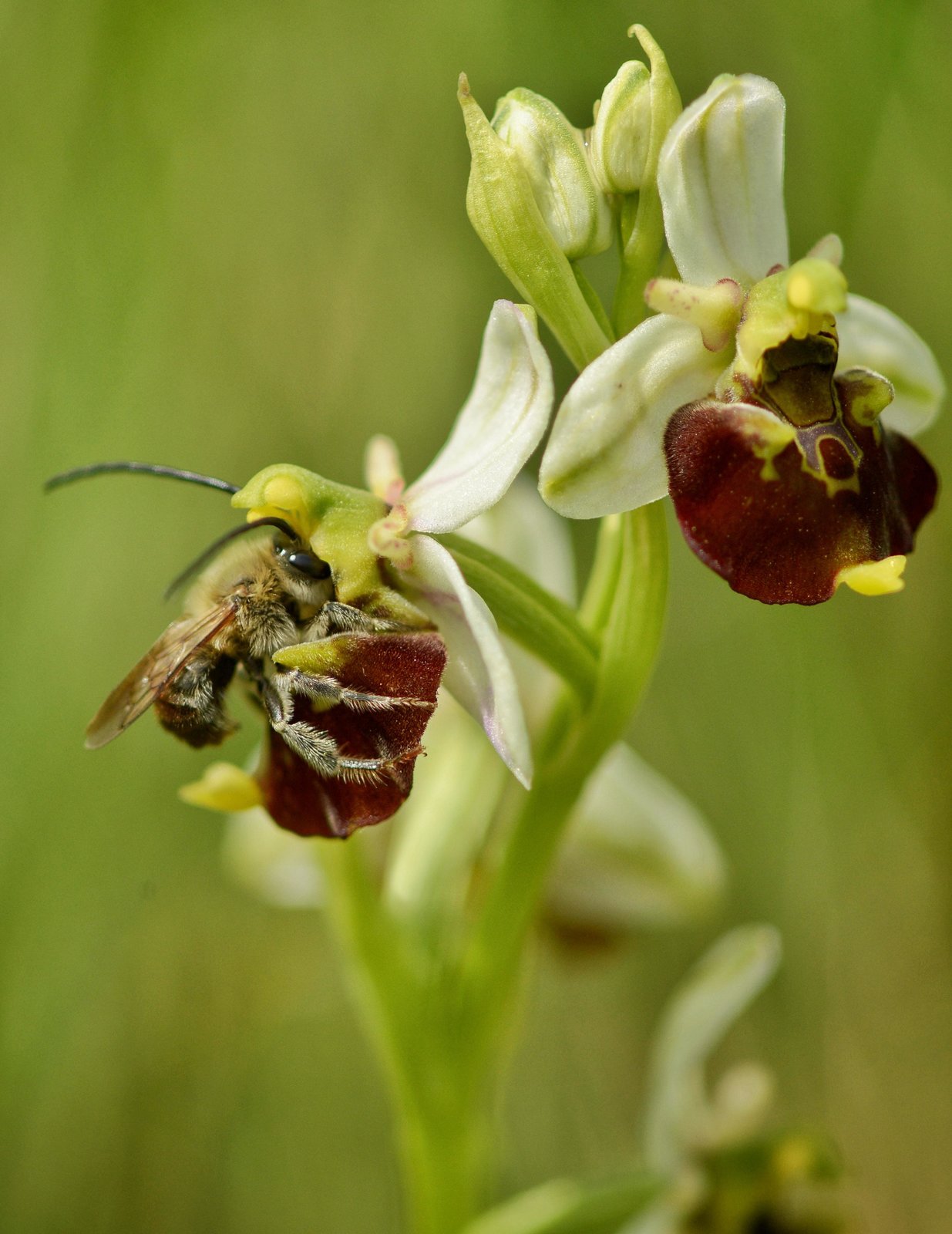 DIE WIESE - Ein Paradies nebenan  (DVD)