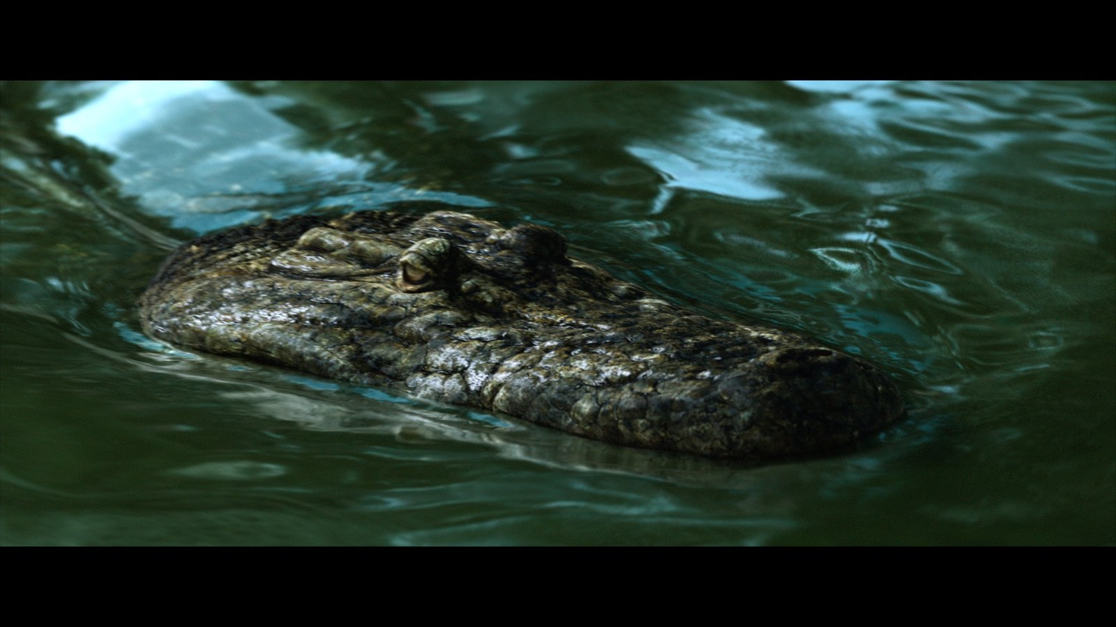 The Bayou  (DVD)