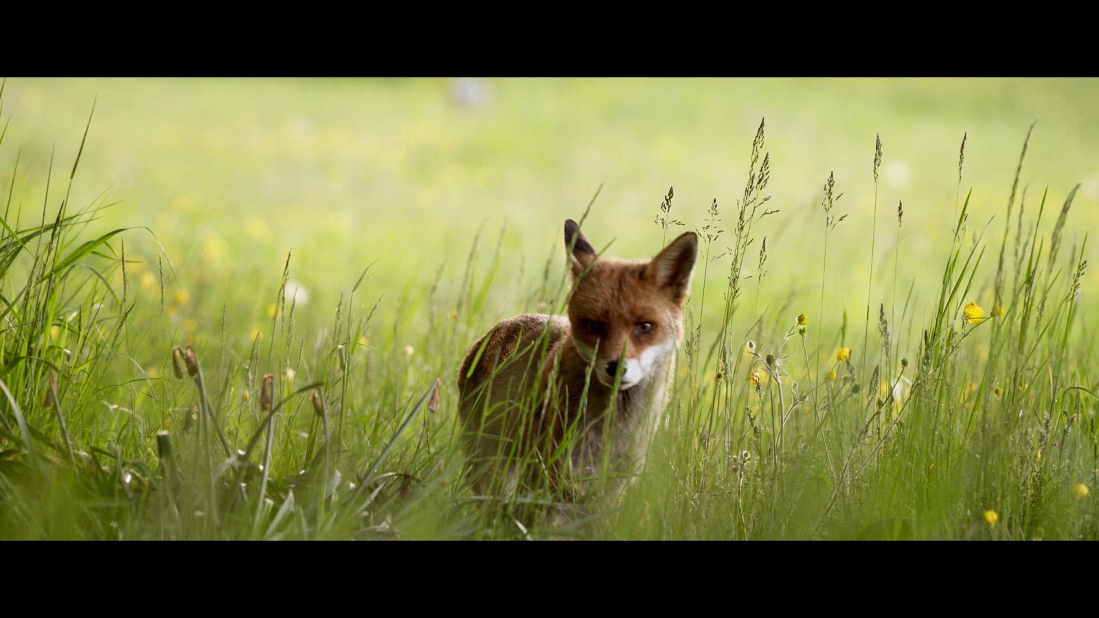 WILDES LAND - Die Rückehr der Natur  (DVD)